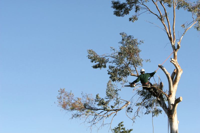 Top Rated Products for Tree Trimming
