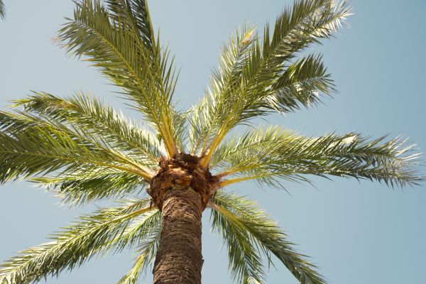 Palm Tree Pruning in Murfreesboro