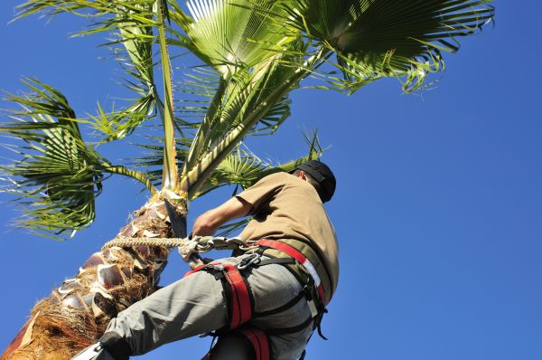 Palm Tree Trimming in Murfreesboro