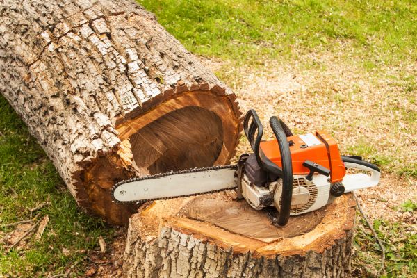 Tree Cutting Service in Murfreesboro