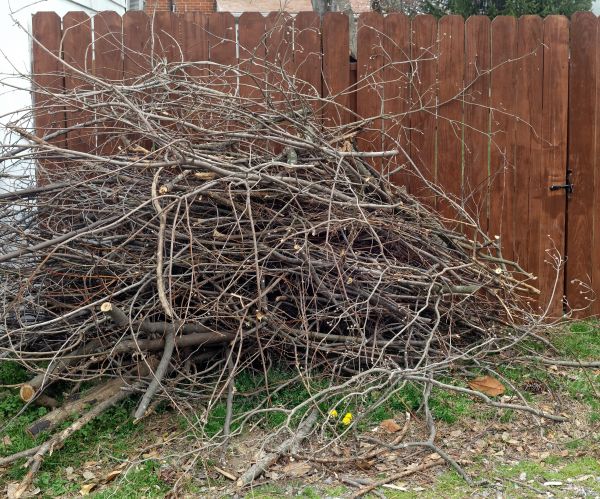 Cost of Dead Branch Removal in Murfreesboro