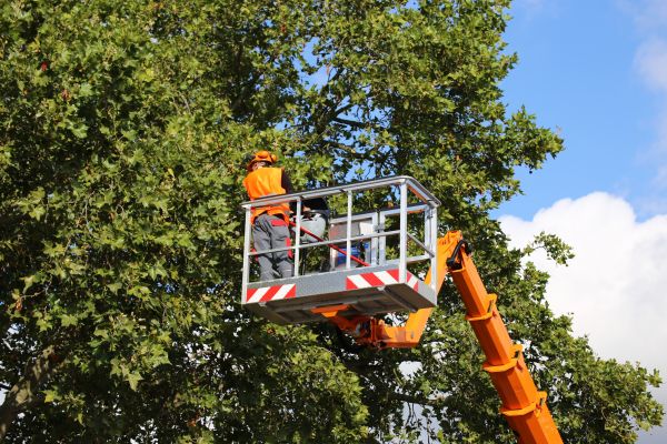 Commercial Tree Service in Murfreesboro