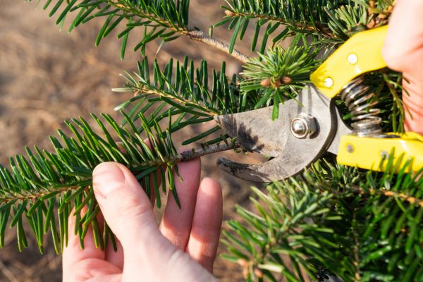 Pine Tree Pruning in Murfreesboro