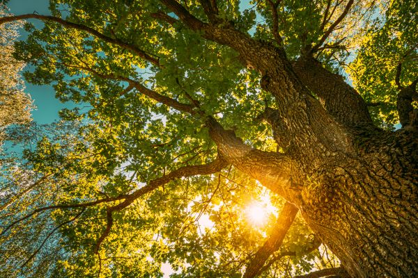 Oak Tree Pruning in Murfreesboro