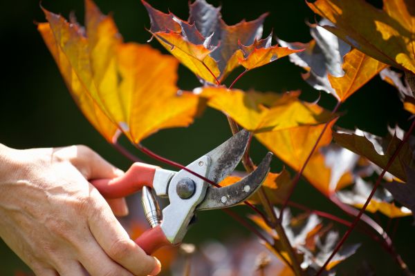 Maple Tree Pruning in Murfreesboro