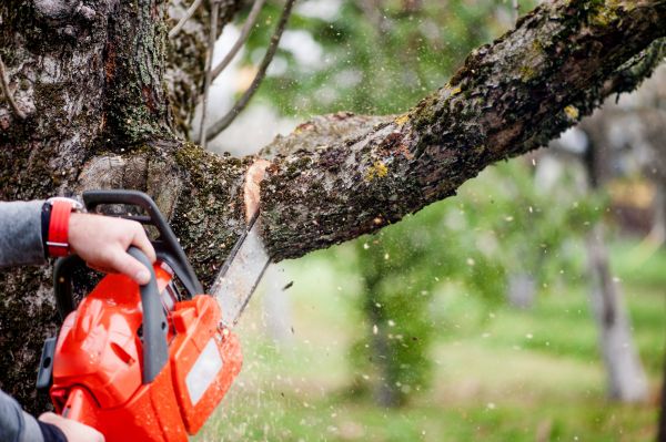 Tree Limbs Removal in Murfreesboro