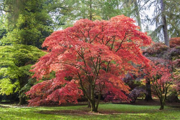 Japanese Maple Pruning in Murfreesboro