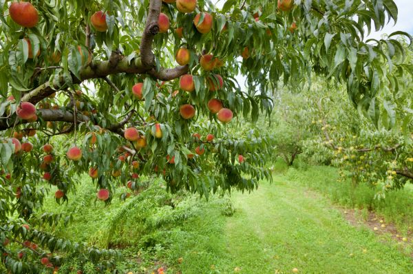 Peach Tree Pruning in Murfreesboro
