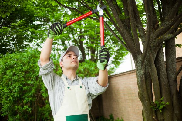 Cost of Tree Limb Pruning in Murfreesboro