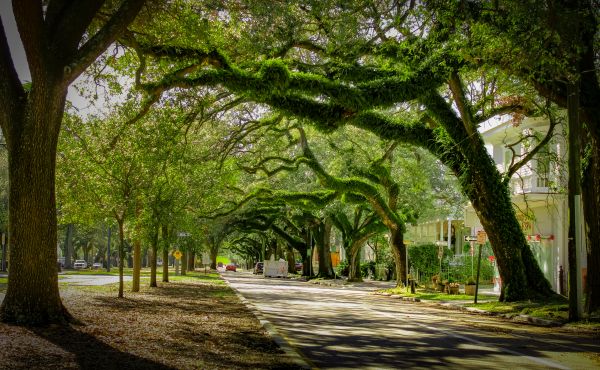 Cost of Tree Canopy Thinning in Murfreesboro