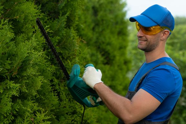Cost of Tree Shaping Service in Murfreesboro