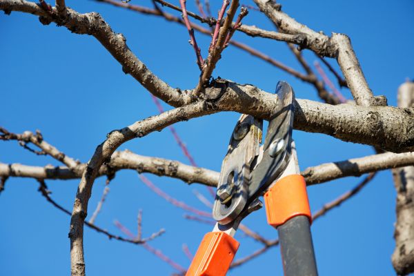 Peach Tree Trimming in Murfreesboro