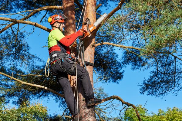 Cost of Canopy Pruning in Murfreesboro
