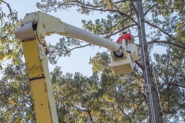 Cost of Limbs Trimming in Murfreesboro