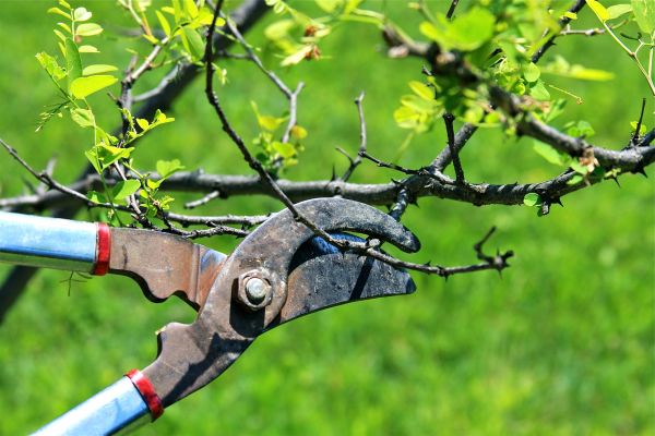 Cost of Branches Pruning in Murfreesboro