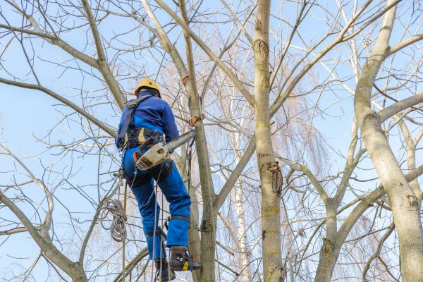 Cost of Large Tree Trimming in Murfreesboro