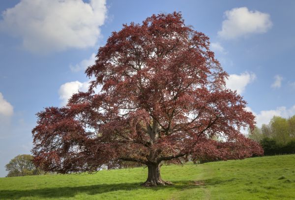 Cost of Beech Tree Pruning in Murfreesboro