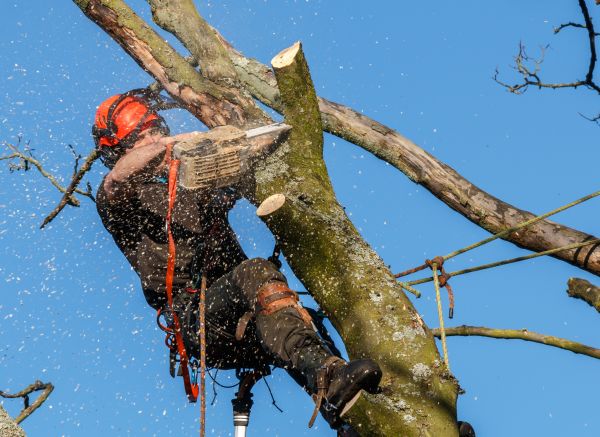Tree Trimming Service in Murfreesboro