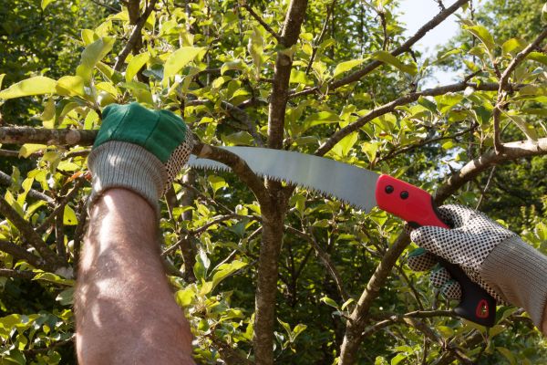 Apple Tree Trimming in Murfreesboro