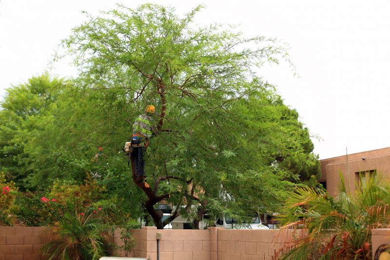 Tree Trimming