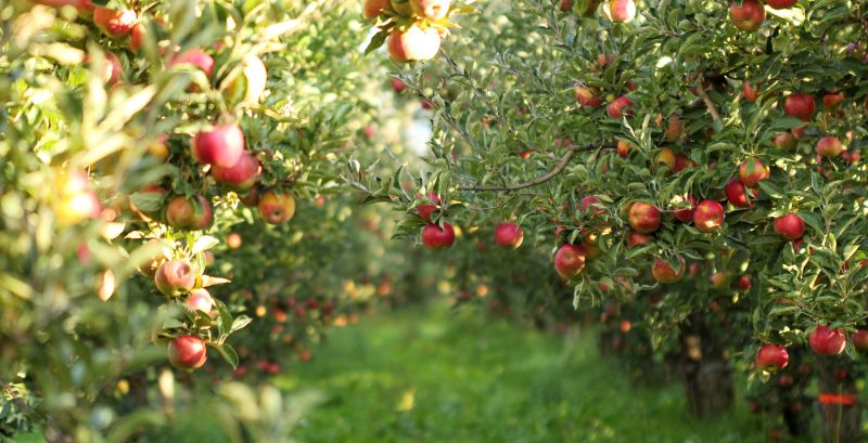 Apple Tree Pruning