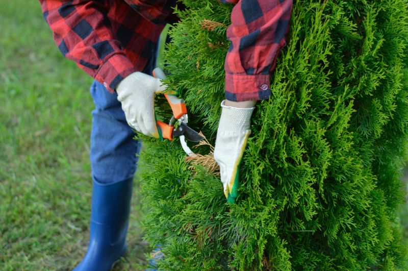 Apple Tree Trimming