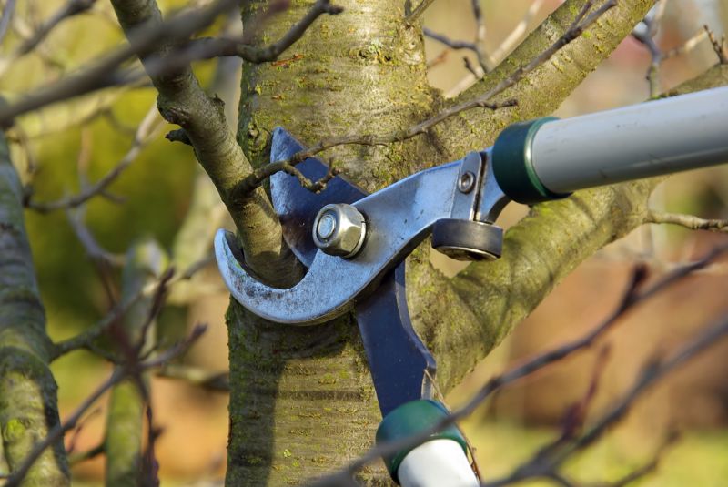 Apple Tree Trimming