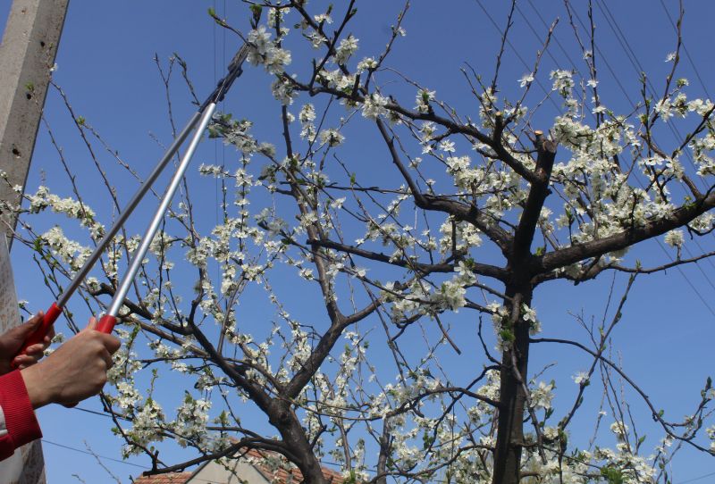 Cedar Tree Pruning