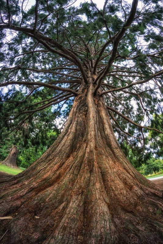 Cedar Tree Trimming