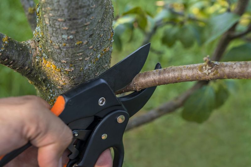 Cypress Tree Trimming