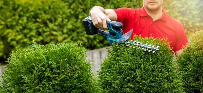 Cypress Tree Trimming