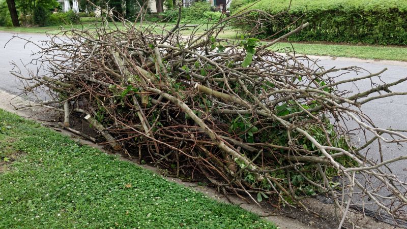 Dead Branch Removal