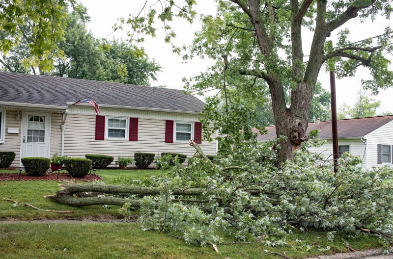 Dead Branch Removal