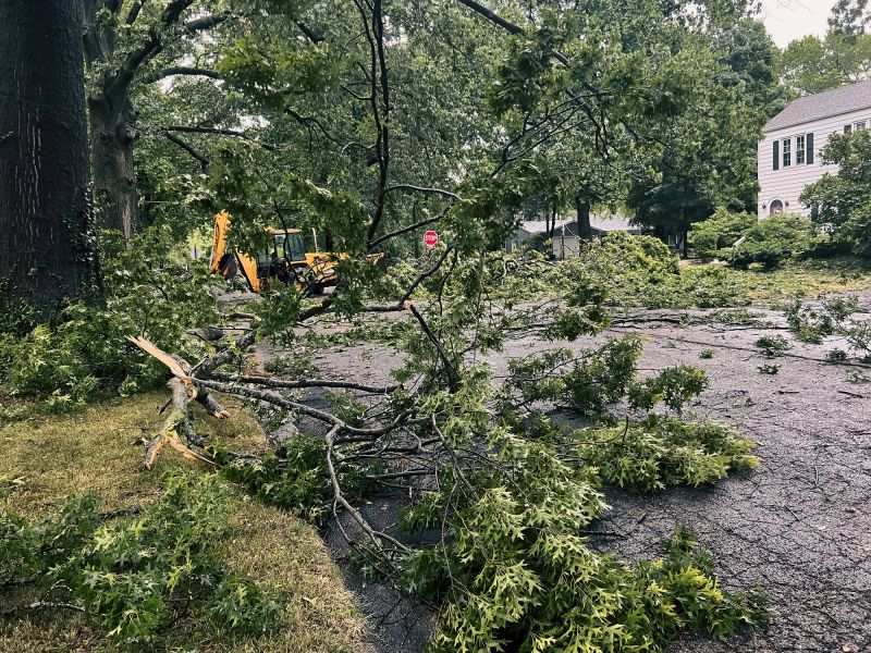 Deadwood Removal
