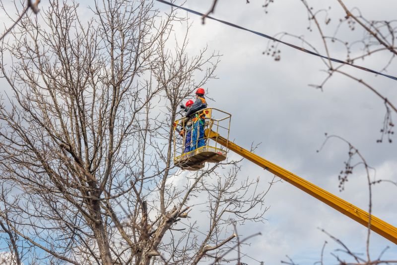 Emergency Tree Trimming