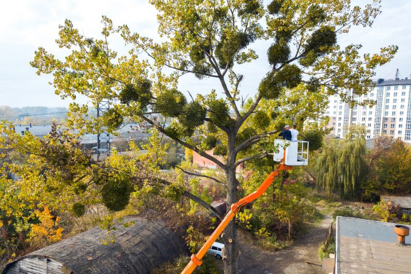 Emergency Tree Trimming