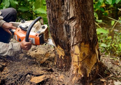 Equipment Used in Tree Removal