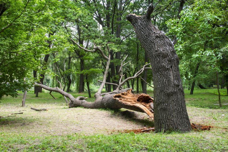 Storm Damage Tree Cleanup