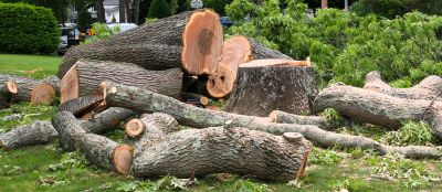 Tree Branch Cutting detail