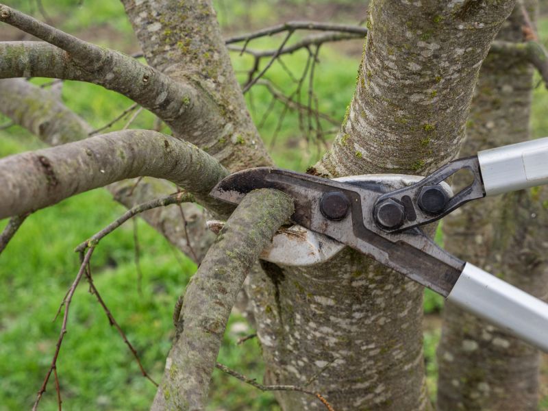 Tree Canopy Thinning detail