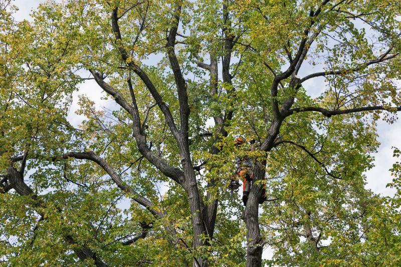Tree Crown Shaping detail
