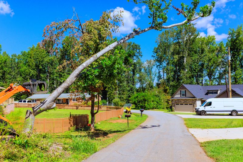 Tree Limbs Removal detail
