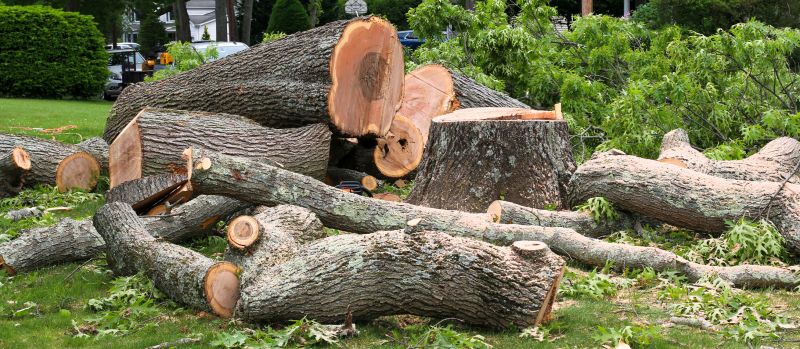 Tree Lopping Service detail