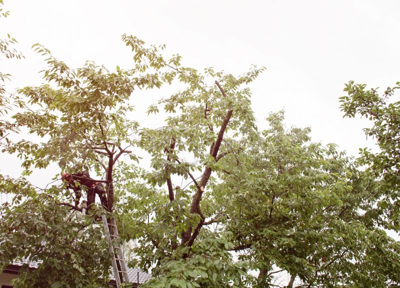Tree Service detail