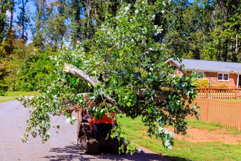 Tree Trimming Service detail