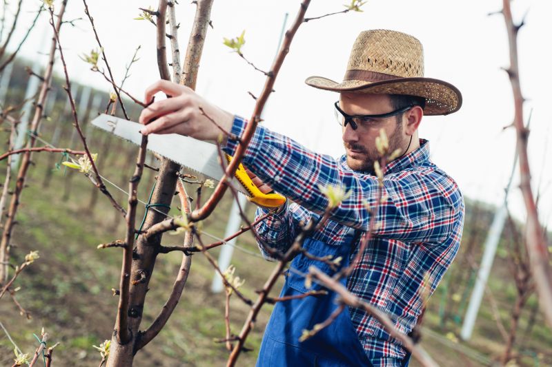 Hickory Tree Pruning