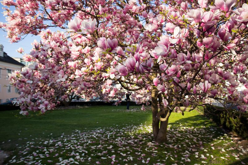 Magnolia Tree Pruning