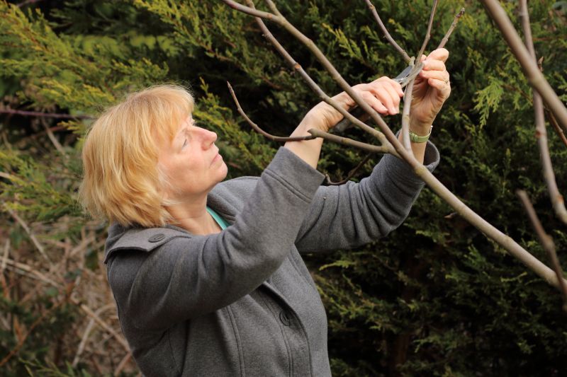 Peach Tree Pruning