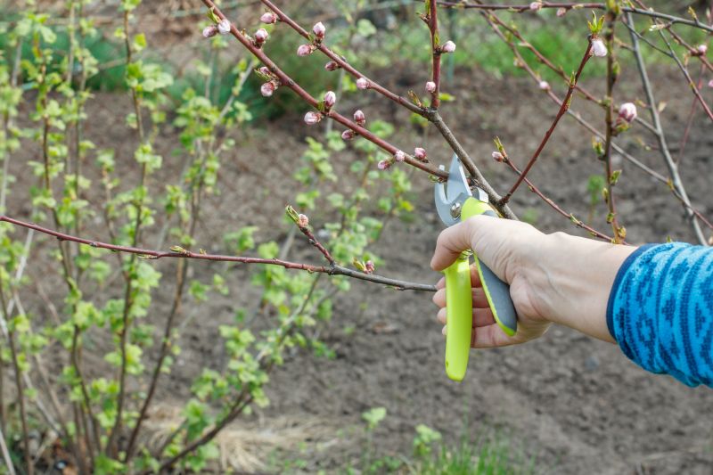 Peach Tree Trimming