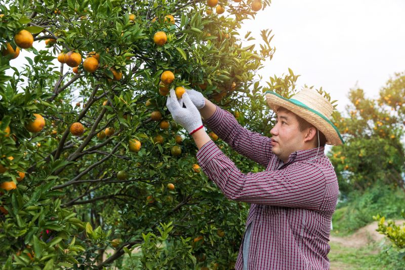 Pear Trees Pruning